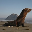 sea lion photoshop contest